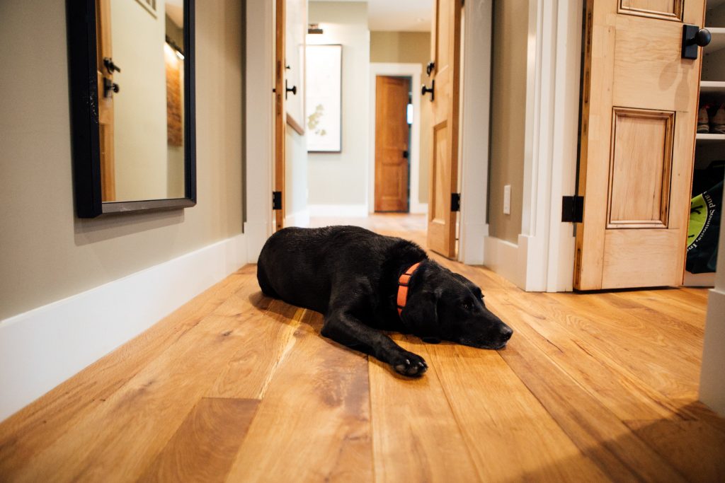 Jefferson Farm 2 Lab at home on wooden floor